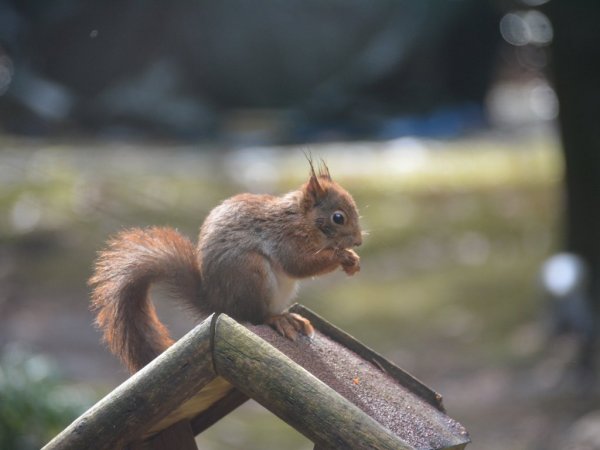 Many squirrels are visiting the garden, nice to see